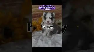Happiness is a choice says Sage the pomsky puppy #pomskies #dogbreed #pomskypuppy #husky #puppy