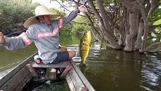 Pescaria de tucunar&eacute; com isca viva.