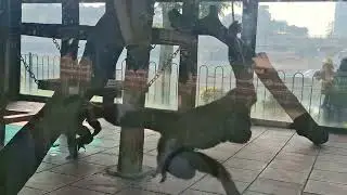 MONKEYS FIGHTING EACH OTHER 😂😍