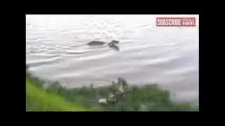 Hippo Steals Kill From Wild Dogs: Takes Down Buck On Its Own
