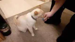 Loki Licking Tiki Stick