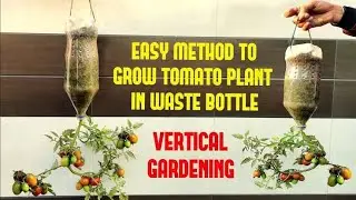 Easy Way To Grow Tomato In Plastic Hanging Bottle | 🍅 #vardayinifarming