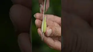 Mangrove ovary/fruit #shorts #fruits