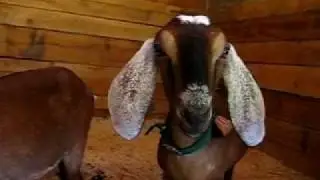 Our first livestock