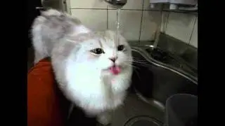 Kreativ programmieren mit Katzen-Content
