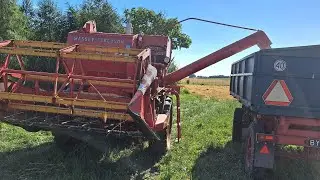 Żniwa 2023 Massey Ferguson 86 czyści jak mało który #agriculture #tractor #żniwa #masseyferguson