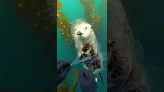 Net slackens as kelp drifts in tight water gap