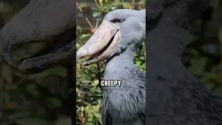 Nature&rsquo;s Most Intimidating Glare
