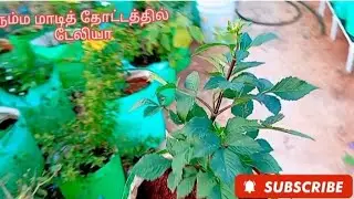 First time dahlia plant in my terrace garden | Daliya plant in my terrace garden#viral