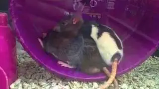 Cocoa and Fluffy's Pet Store Adventure (again)