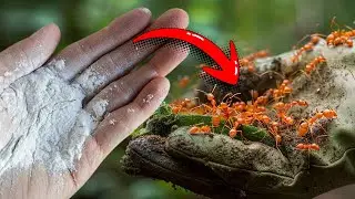Destroys All Ants Instantly! Use This Trick in Your Home or Garden