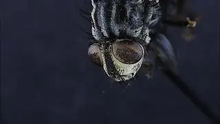 Flower and flies: new Hirox 3D Digital Microscope RH-2000