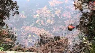 Fall at Frog Pond nature trail
