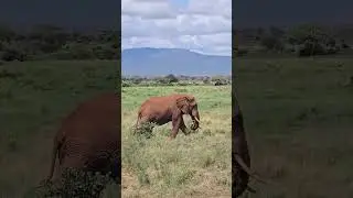 ❤️🐘 The Iconic Red Elephants of Tsavo East 🏜️