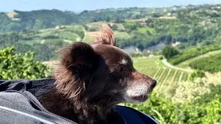 In moto con il Cane su pet bag GIVI T525 tra le colline delle langhe barbaresco moto BMW R 1250 RS