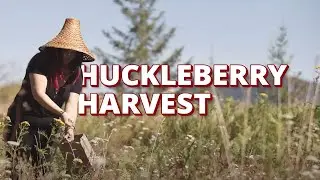Picking Huckleberries with the Muckleshoot Tribe
