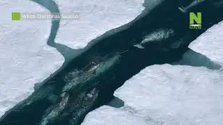 Viasat Nature: &Alpha;&phi;&iota;έ&rho;&omega;&mu;&alpha;: &Chi;&iota;&omicron;&nu;&iota;&sigma;&mu;έ&nu;&alpha; &Chi;&rho;&iota;&sigma;&tau;&omicron;ύ&gamma;&epsilon;&nu;&nu;&alpha;