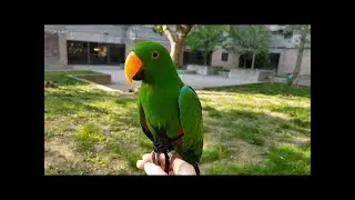 Parrot Outdoors with Harness - Jasper the Eclectus Parrot