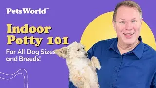 How to Indoor Potty Train Your Dog | Potty 101 with PetsWorld