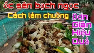 Cách làm chuồng nuôi ốc sên bạch ngọc đơn giản tiết kiệm và hiệu quả nhất