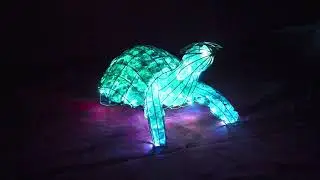 turtle2