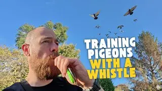 How I&rsquo;m Training The Racing Pigeons to Follow a Whistle