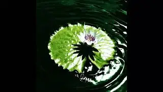 LILY type beat  ~$TUBA