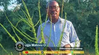 Ayagala embaga wekwate kadaali.