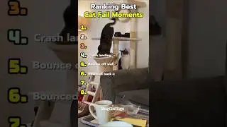 Ranking Best Cat Fail Moments 😹