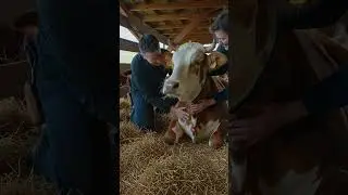 Shocking Discovery Scientists Made with a Farm Cow