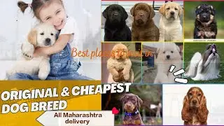 All types quality dog in reasonable price with breed guarantee paper.Money back guarantee.