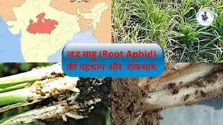 जड़ माहु (Root Aphid) की पहचान और इसकी  रोकथाम के उपाय/ gehu me jad mahu #AgricultureProfessional