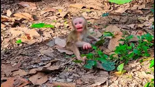Broken heart baby monkey.! Baby newborn monkey C_R_Y Non-stop cuz no milk and her mom leave