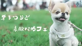 【愛犬】2025年９月にオープンしたばかりのおしゃれすぎるカフェに潜入♪【チワワ】