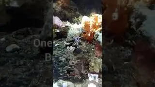 Dendronephthya babies 7/2021