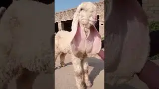 Top Quality kajli female ll outclass kajli female ll Age 4 month#animal#shortvideo#MiAn TaNveeR Goat