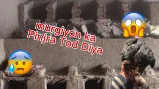 murgiyon ka cage Tod Diya#a1zoo #minizoo #shermaindehat 🐓🐔🐓🐔