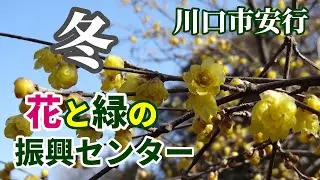 【2026】花と緑の振興センター／1月の園内風景（埼玉県川口市安行）