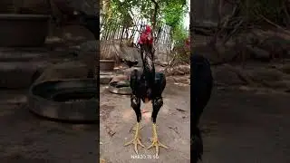 kathar Java #kathair #aseelmurga #trending #support #subscribe #youtubeshorts #whatsappstatus #seval