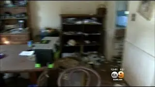 More Than 2 Dozen Sick Cats Rescued From Home In Santa Ana Hoarding Investigation