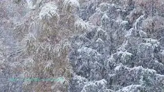 Silent Snowfall Serenade | Cinematic Winter Piano ❄️ Cozy Snowfall Mood