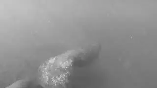 Manatee Mayhem #Shorts