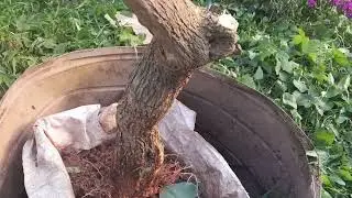 Cách trồng cây hoa giấy đơn giản phát triển mạnh