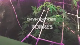 23 - catian 🛸