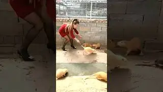 How do Chinese people farm rats?😯
