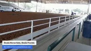 Ocala Horse Sale - Ocala, Florida