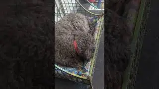 1st #work #dog #short of #2026 #dogs #shorts #shortsfeed #shortvideo #shortsyoutube #cute #sleep
