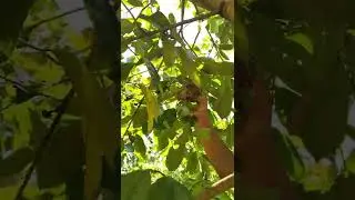 guyabano first two fruits Arimando