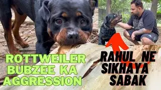 Rottweiler Bubzee Ko Aaj Sikhaya Sabak: Bubzee Ke Aggression Ko Kiya Rahul Ne Kaabu Mein