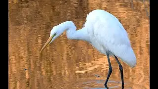 チュウサギ　Intermediate egret　Ardea intermedia
